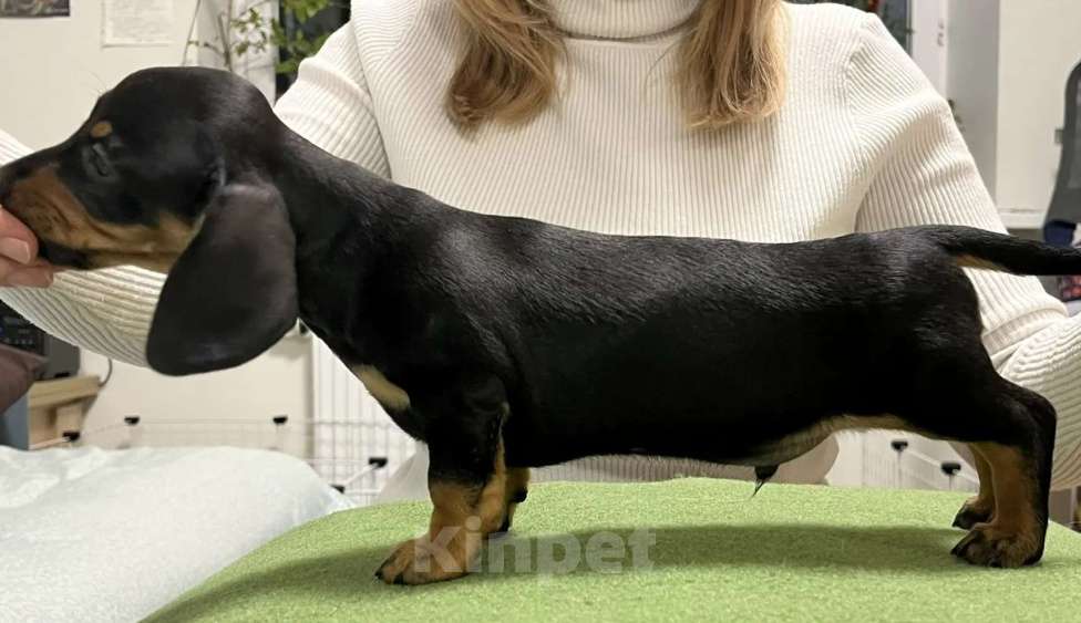 Собаки в Тюмени: Продаю щенка кроличьей таксы Мальчик, 120 000 руб. - фото 2