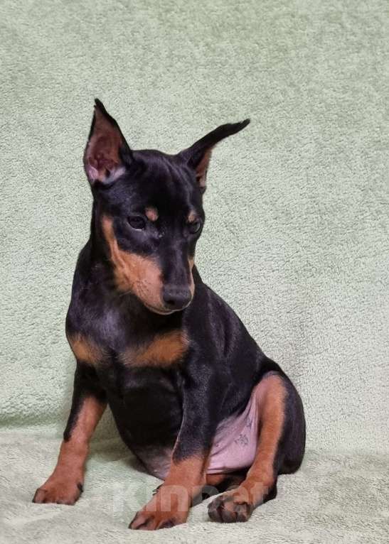 Собаки в Наро-Фоминске: Щенок цвергпинчер, кобель купированный Мальчик, 60 000 руб. - фото 6