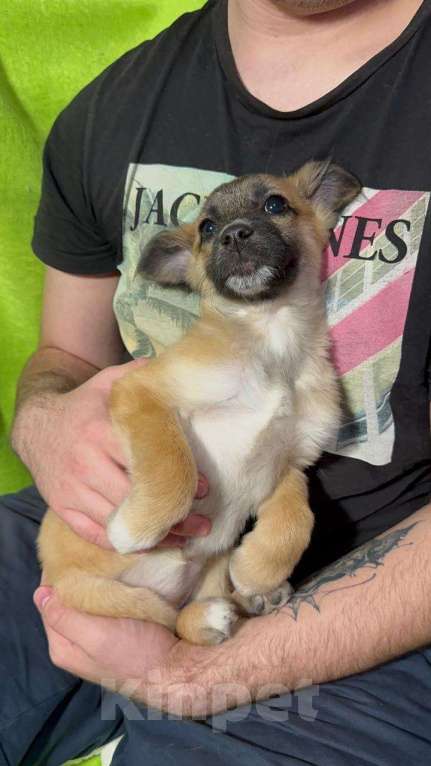 Собаки в Химках: Малышка Лиса Девочка, Бесплатно - фото 2