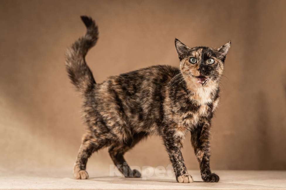 Кошки в Клине: Венеция — кошка в маске, полная контрастов Девочка, Бесплатно - фото 4