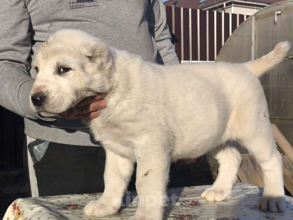 Собаки в Ногинске: Предлагаются к продаже щенки среднеазиатсой овчаркаи (алабай)я Разнополые, 50 000 руб. - фото 9