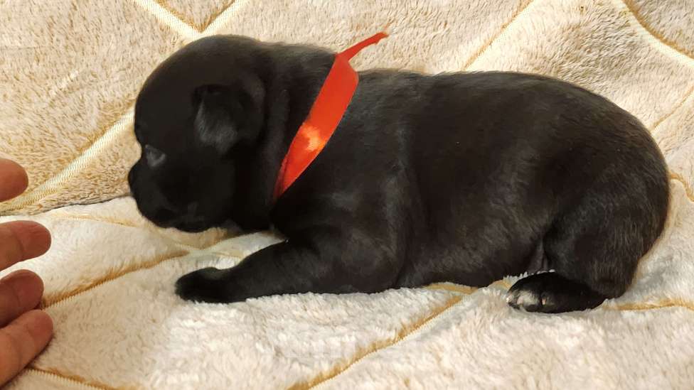 Собаки в Москве: Стаффорлширский бультерьер  Девочка, 60 000 руб. - фото 2