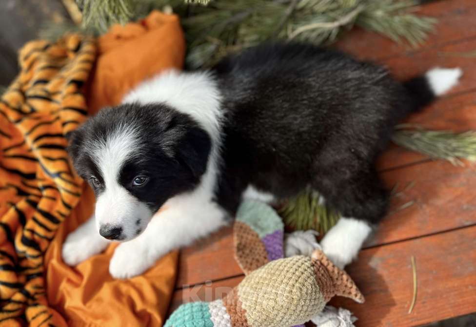 Собаки в других городах Алтайского края: Щенок Бордер Колли Мальчик, 130 000 руб. - фото 1