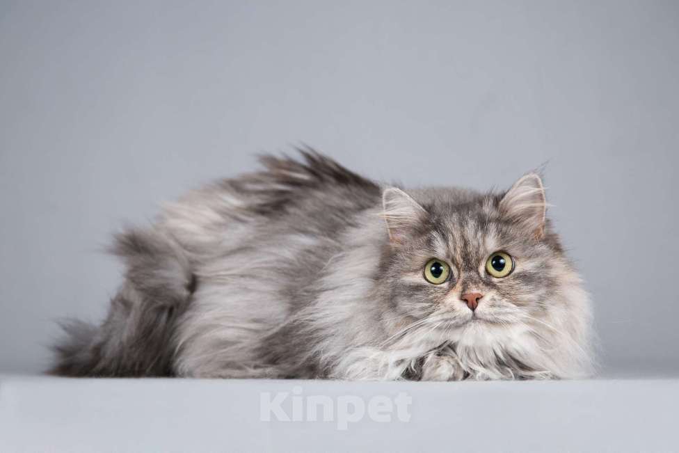 Кошки в Москве: Пушистая ласковая кошка Дымка в добрые руки Девочка, 1 руб. - фото 5