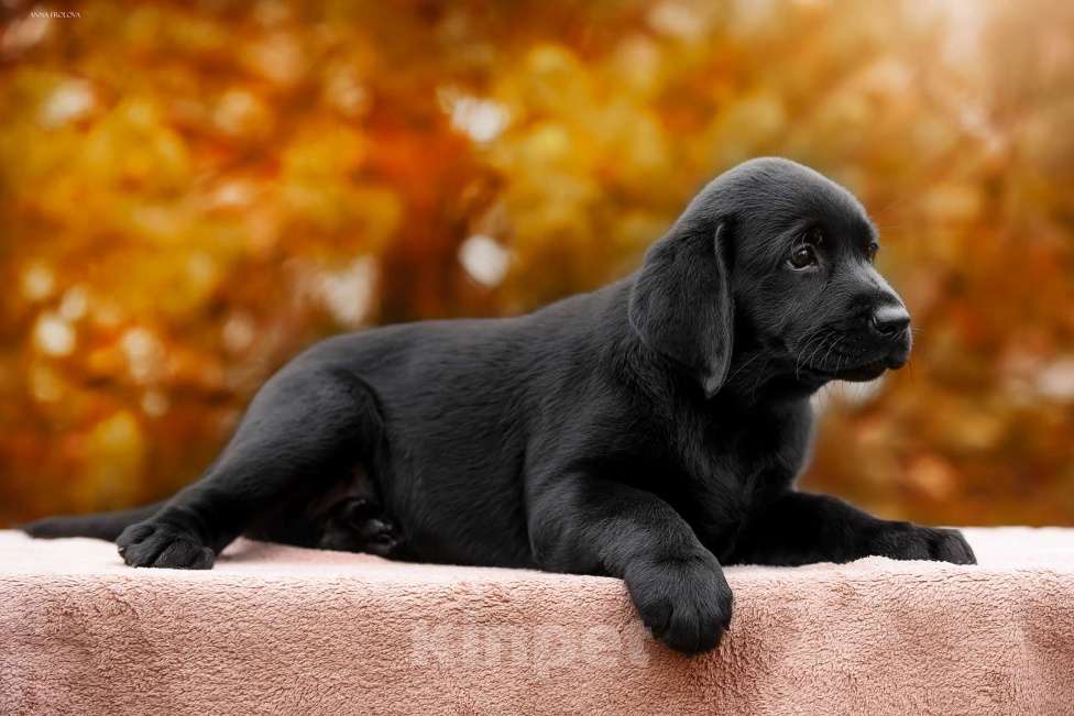 Собаки в Ярославле: Щенки лабрадора,девочки Девочка, 60 000 руб. - фото 9