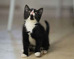 Кошки в Москве: Котенок с черным маркизным окрасом в добрые руки! Мальчик, Бесплатно - фото 3