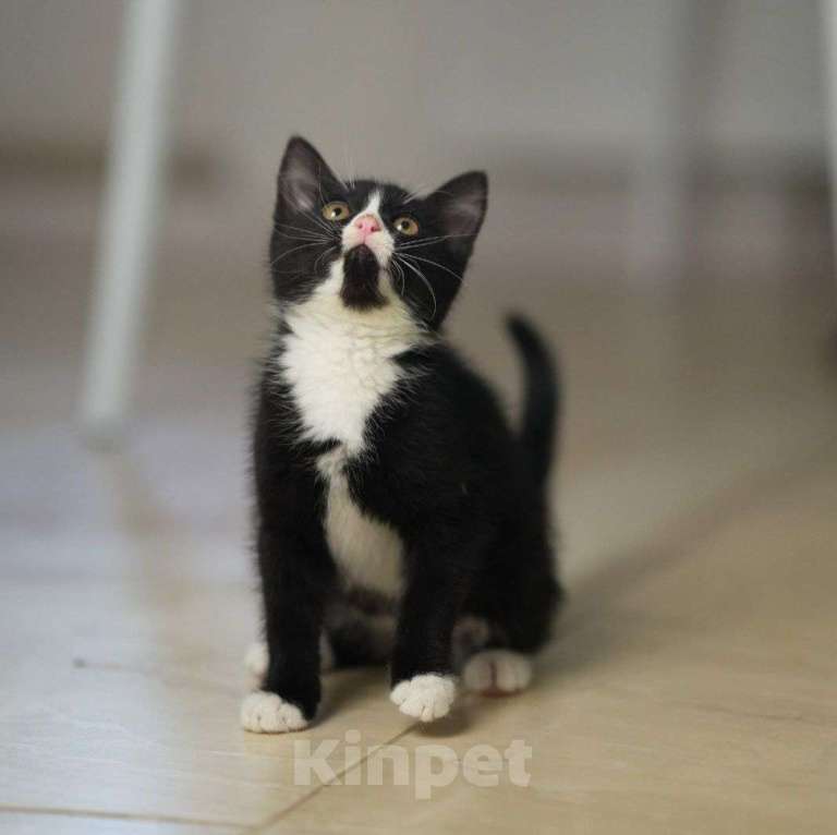 Кошки в Москве: Котенок с черным маркизным окрасом в добрые руки! Мальчик, Бесплатно - фото 3