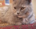 Кошки в Нижнем Новгороде: Красивая и ласковая кошка ищет постоянный дом Девочка, 10 руб. - фото 1