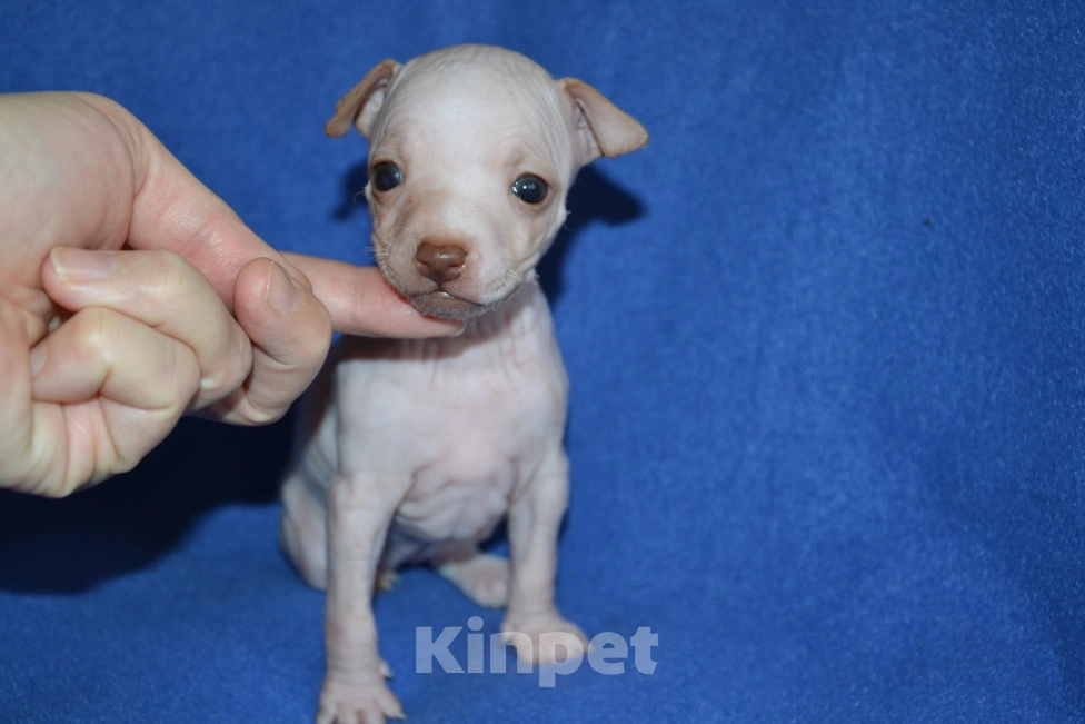 Собаки в Москве: Щенки американского голого терьера  Девочка, Бесплатно - фото 3