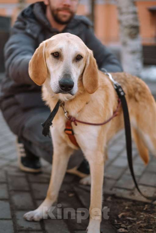 Собаки в Санкт-Петербурге: Рикки, гончая из приюта в добрые руки Девочка, Бесплатно - фото 2