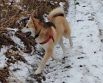 Собаки в Москве: Ищет дом метис акиты 7 мес. Мальчик, Бесплатно - фото 5