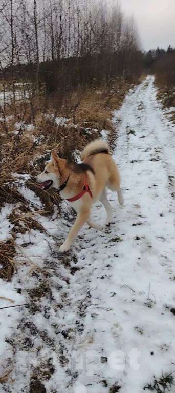Собаки в Москве: Ищет дом метис акиты 7 мес. Мальчик, Бесплатно - фото 5