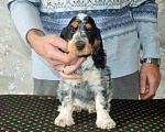 Собаки в Переславле-Залесском: Английского кокера щенок Девочка, 60 000 руб. - фото 3