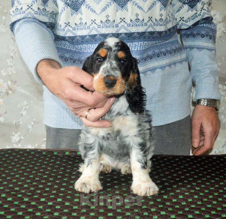 Собаки в Переславле-Залесском: Английского кокера щенок Девочка, 60 000 руб. - фото 3