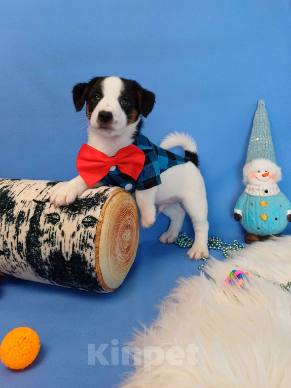 Собаки в Иркутске: Мальчики и девочки  Мальчик, 35 000 руб. - фото 3