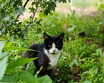 Кошки в Калуге: Котенок Мальчик, Бесплатно - фото 4