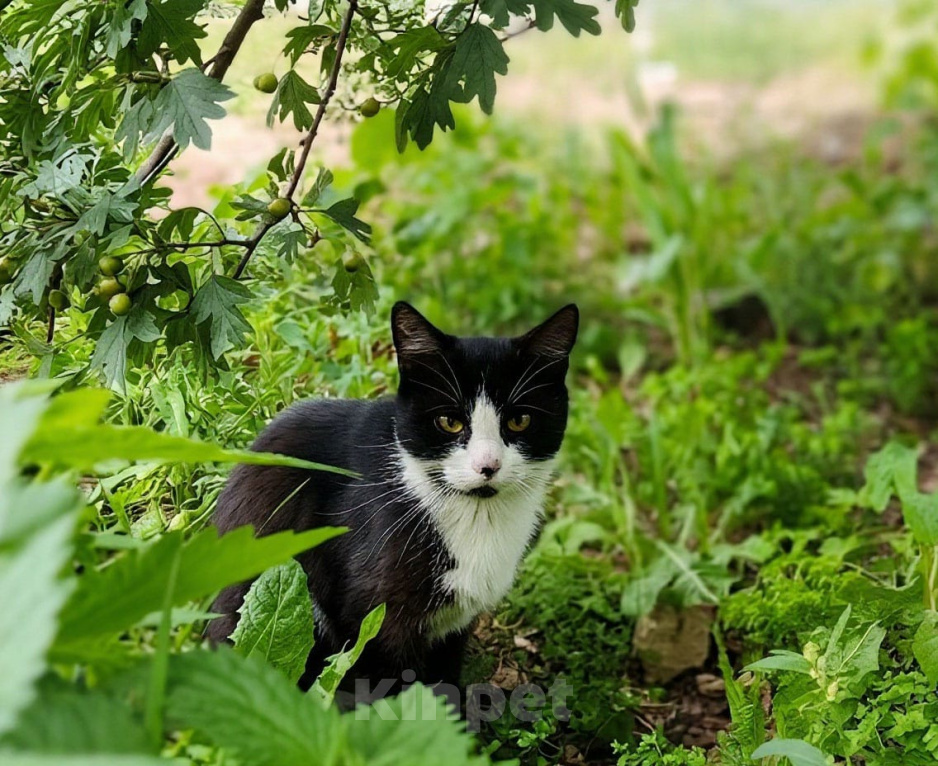 Кошки в Калуге: Котенок Мальчик, Бесплатно - фото 4