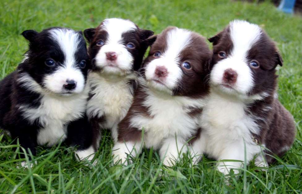 Собаки в Москве: Щенки бордер колли с документами Мальчик, 50 000 руб. - фото 7