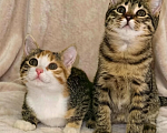 Кошки в Санкт-Петербурге: Милые котята Девочка, Бесплатно - фото 1