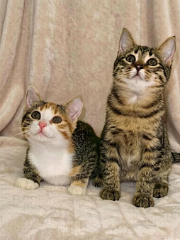 Милые котята