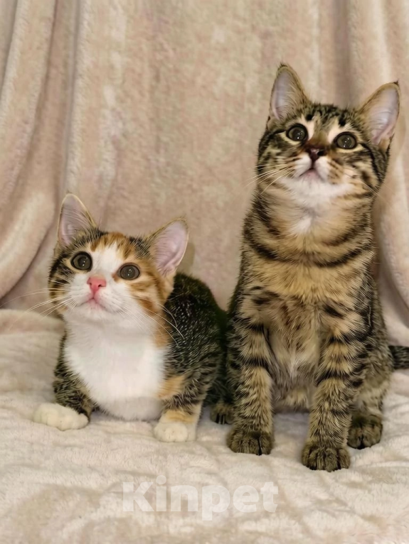 Кошки в Санкт-Петербурге: Милые котята Девочка, Бесплатно - фото 1