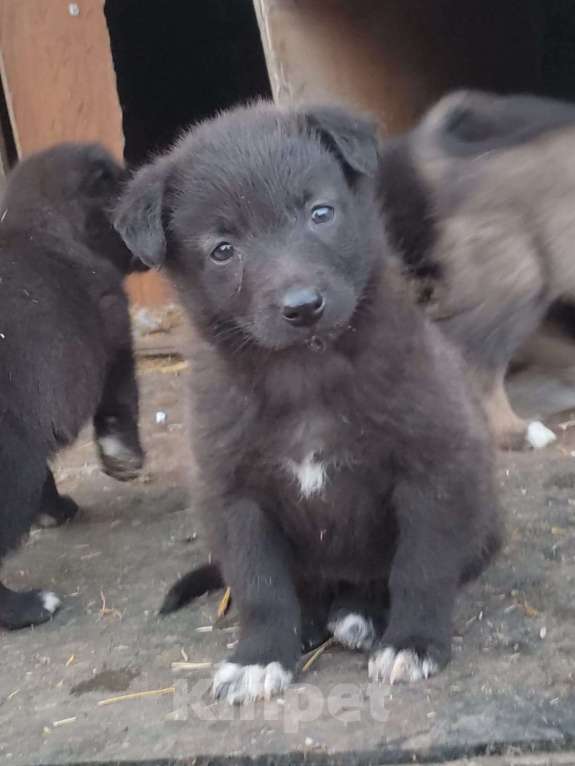 Собаки в Курске: Щенок в добрые руки  Девочка, 10 руб. - фото 8