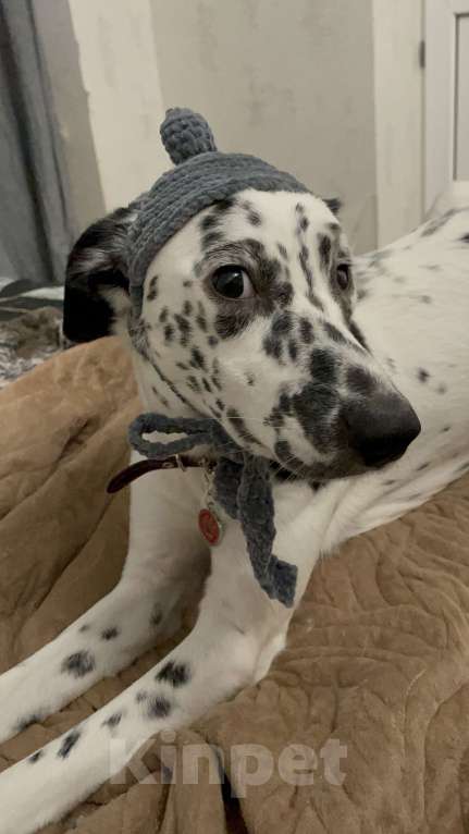 Собаки в Краснодаре: Маленький далматин :-) (больше не вырастет) Девочка, 999 руб. - фото 2