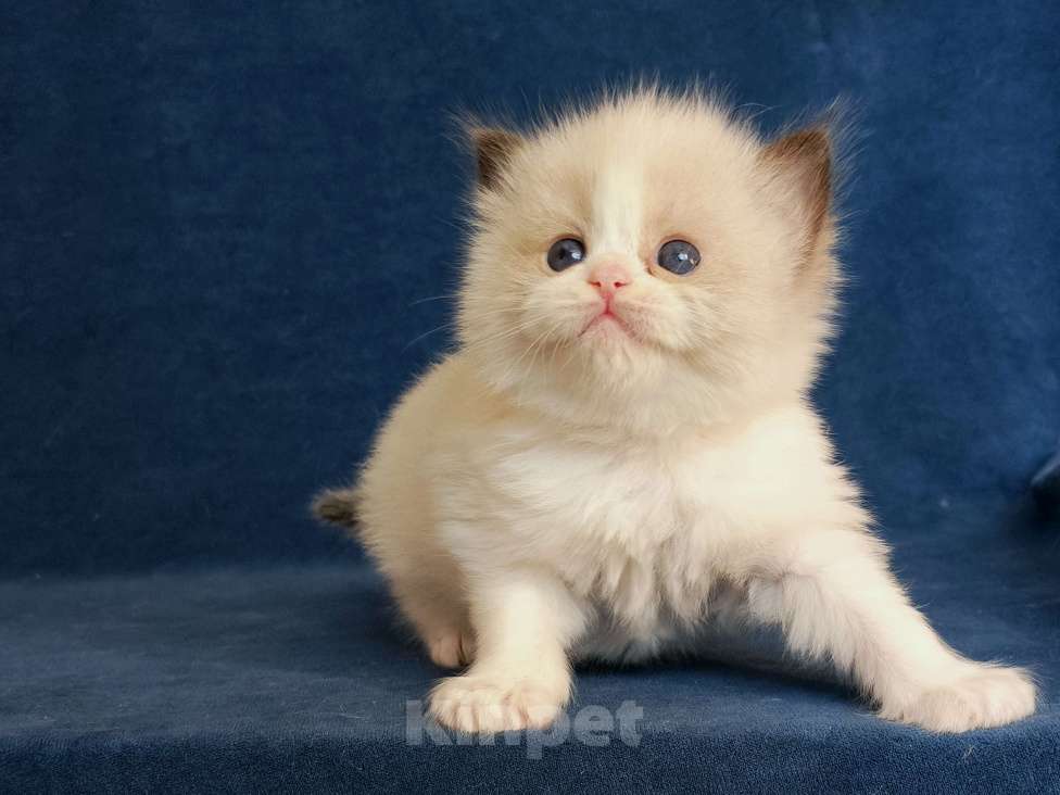 Кошки в Санкт-Петербурге: Девочка рэгдолл Девочка, 90 000 руб. - фото 4