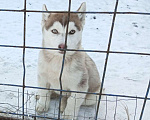 Собаки в Сургуте: Щенки сибирской хаски Девочка, 500 руб. - фото 3