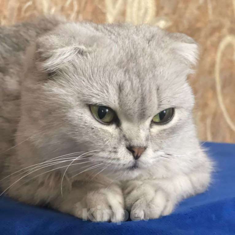 Кошки в Москве: Породистую кошечку выкинули Девочка, Бесплатно - фото 4