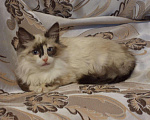 Кошки в Кяхте: ЭММА, 810 руб. - фото 2