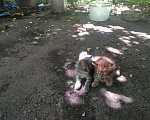 Кошки в Малмыже: Кошки, 50 руб. - фото 1