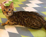 Кошки в Ливны: Бенгальский котик, 20 000 руб. - фото 6