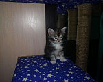 Кошки в Нововоронеже: Котята мейн-кун, 10 000 руб. - фото 2
