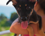 Собаки в Сочи: Джой Мальчик, 10 руб. - фото 1