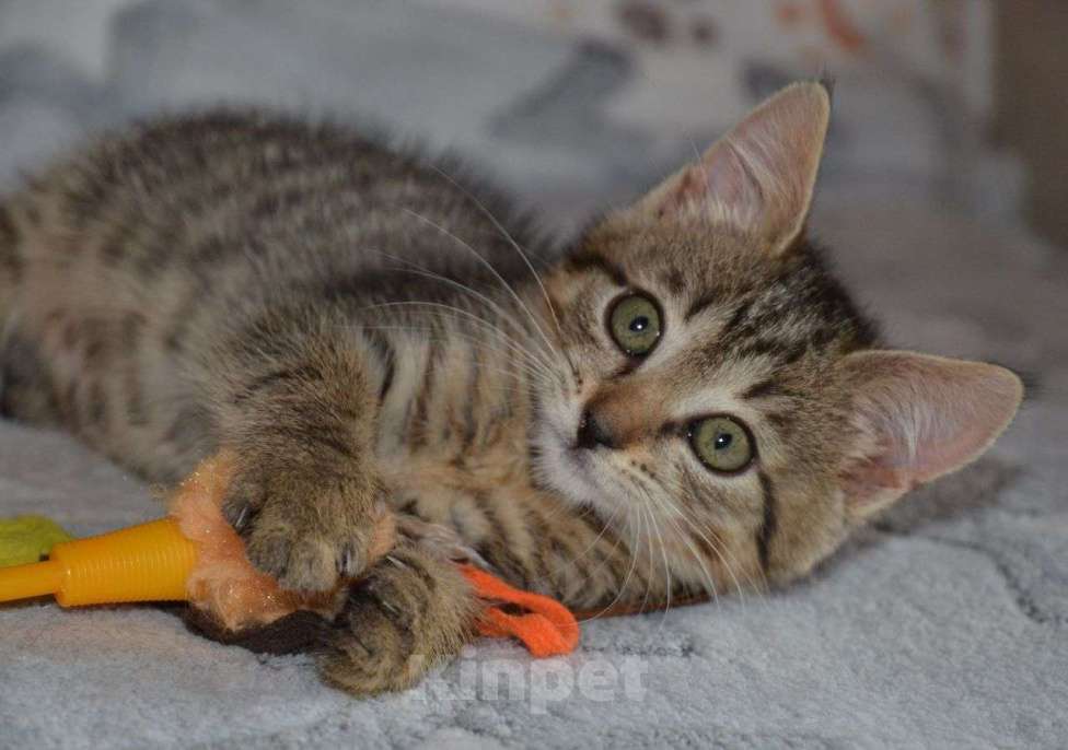 Кошки в Москве: Серый полосатый ручной котенок Кексик в добрые руки Мальчик, Бесплатно - фото 2