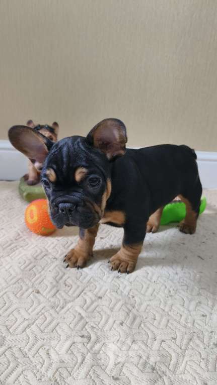 Собаки в Белореченске: Французский бульдог Мальчик, Бесплатно - фото 5