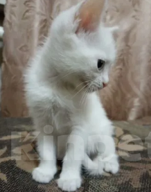 Кошки в Воронеже: Белые котята Мальчик, Бесплатно - фото 5