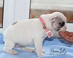 Собаки в Москве: Белая девочка французский бульдог в палевой шапочке Девочка, 70 000 руб. - фото 4