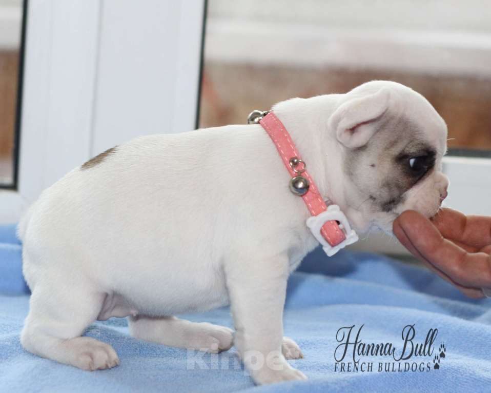 Собаки в Москве: Белая девочка французский бульдог в палевой шапочке Девочка, 70 000 руб. - фото 4