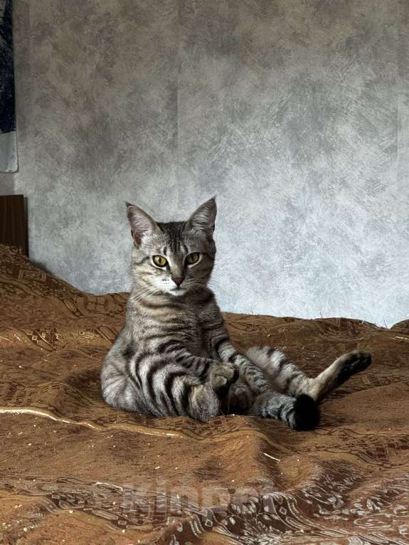 Кошки в Сочи: Ищем кота, Ричард!!!Срочно!!! Мальчик, 5 500 руб. - фото 3