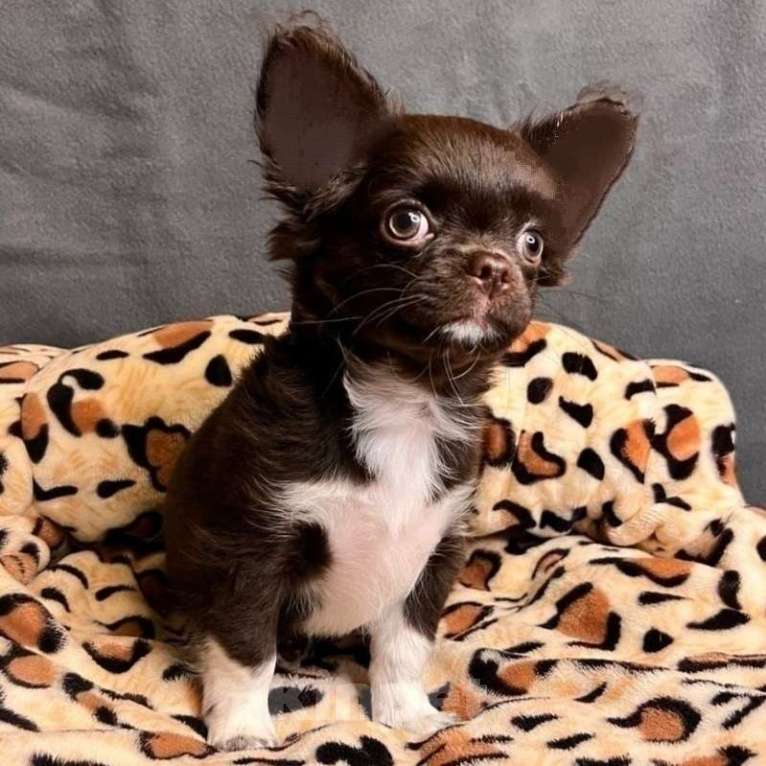 Собаки в Москве: Чихуахуа девочка щенок Девочка, 52 000 руб. - фото 2