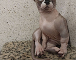 Кошки в Старом Осколе: Сладкий бегемотик бамбино ждёт Вас Мальчик, 25 000 руб. - фото 3