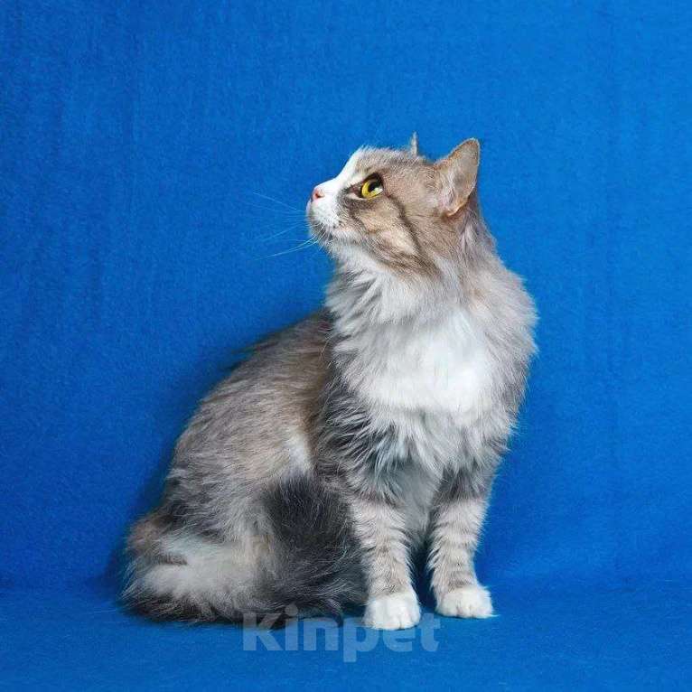 Кошки в Москве: Пушистая Женева ищет дом Девочка, Бесплатно - фото 3