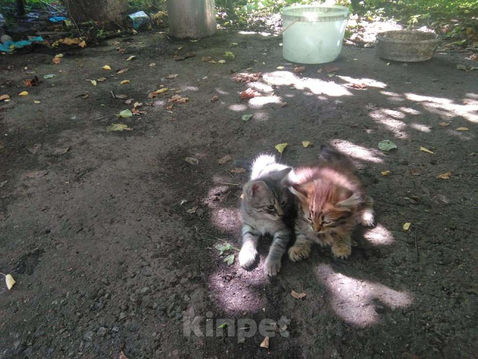 Кошки в Малмыже: Кошки, 50 руб. - фото 1