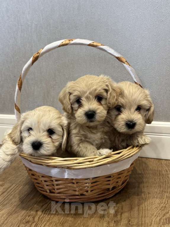 Собаки в Калуге: Щенки Мальтипу Разнополые, Бесплатно - фото 1