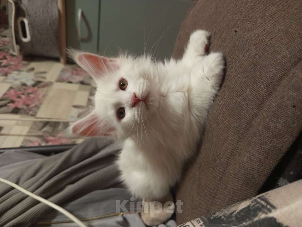 Кошки в других городах Ленинградской области: Девочка Мейн Кун polidakt Девочка, 25 000 руб. - фото 6