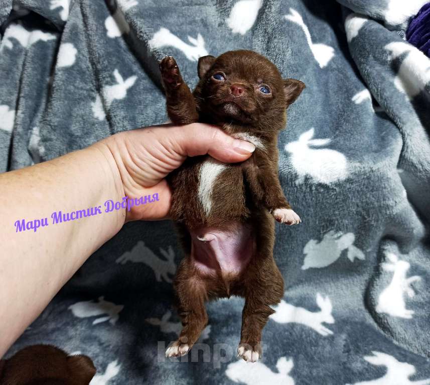 Собаки в Санкт-Петербурге: Чихуахуа Добрыня шоколадного окраса Мальчик, 70 000 руб. - фото 5