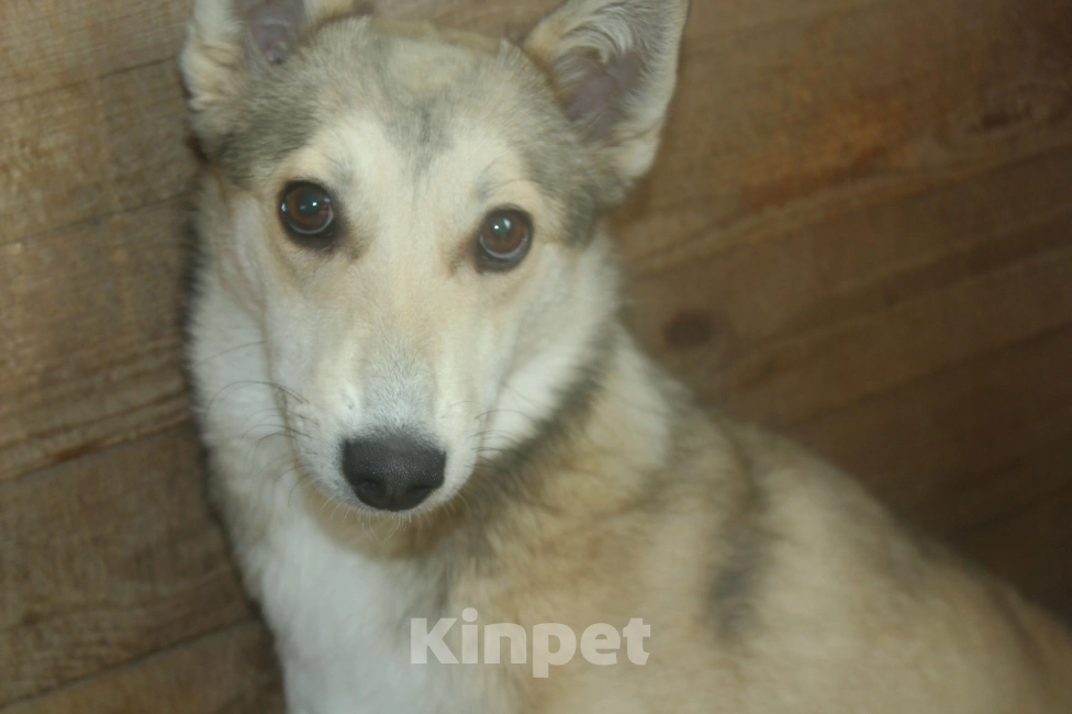 Собаки в Новороссийске: Друг бесплатно Девочка, Бесплатно - фото 5