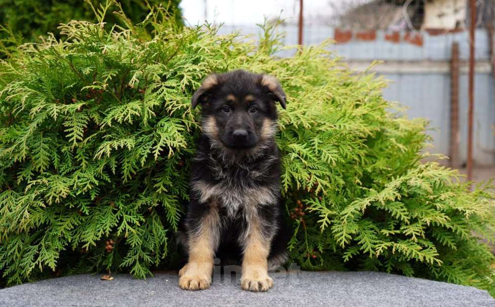 Собаки в Москве: Немецкая овчарка щенок мальчик стандарт Мальчик, 50 000 руб. - фото 4